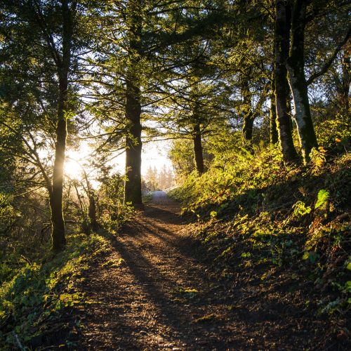 Wald mit toller Beleuchtung durch die Sonne